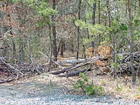 Willow St. Main Trailhead